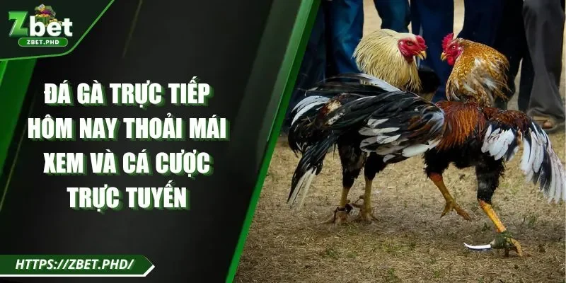 Đá gà trực tiếp hôm nay